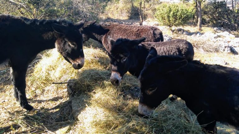 NE BUDITE TOVARI- Royal, Max, Ćiro i Lazar uživaju na Braču i traže vašu pomoć