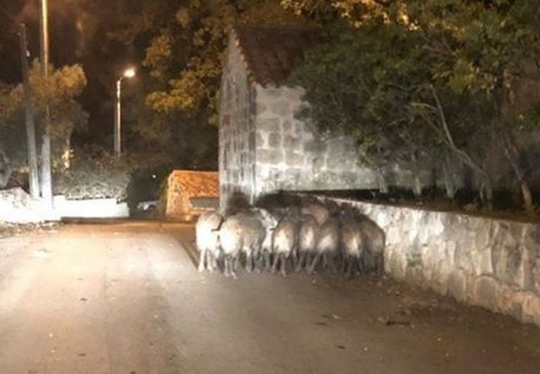 Divlje svinje veselo trčkaraju na cesti prema Kobašu