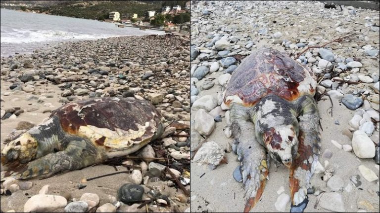 TUŽAN PRIZOR Pronađena uginula zaštićena morska kornjača na plaži u Cavtatu