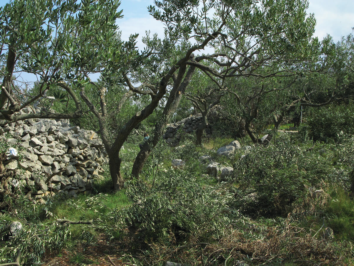 Maslinar Ostaci Od Rezidbe Mogu Uzrokovati Dusicnu Depresiju Dubrovniknet