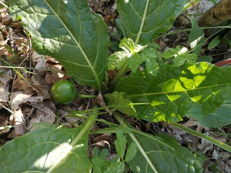 Mistična mandragora na padinama Sniježnice