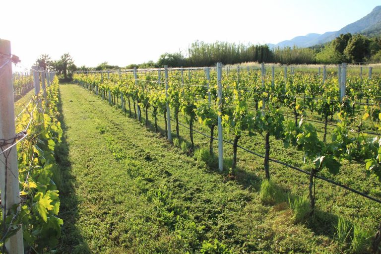 Nezadovoljan ostavinskom raspravom, posjekao stabla vinove loze vrijednosti oko 55 tisuća kuna