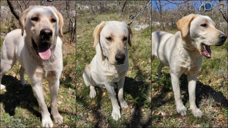 UDOMI/NE KUPUJ Labrador Bonito je društven, dobroćudan i obožava kupanje