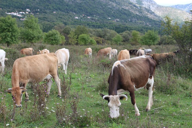 Ima li boljih rješenja od odstrela podivljalih krava i konja u dolini Neretve?