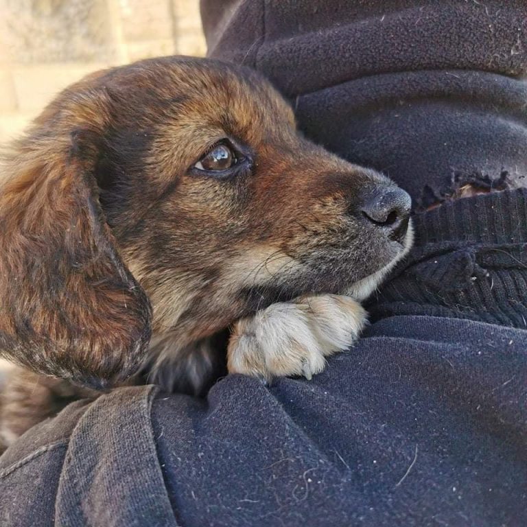 UDOMI/NE KUPUJ: Bongo donosi samo radost i veselje