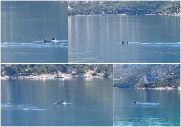 VIDEO: Rijetki gost posjetio Cavtat