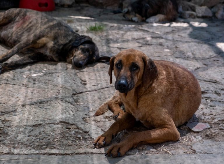 Prijatelji životinja: Na plus 40 psima sa Žarkovice gori pod šapama, udomite ih!