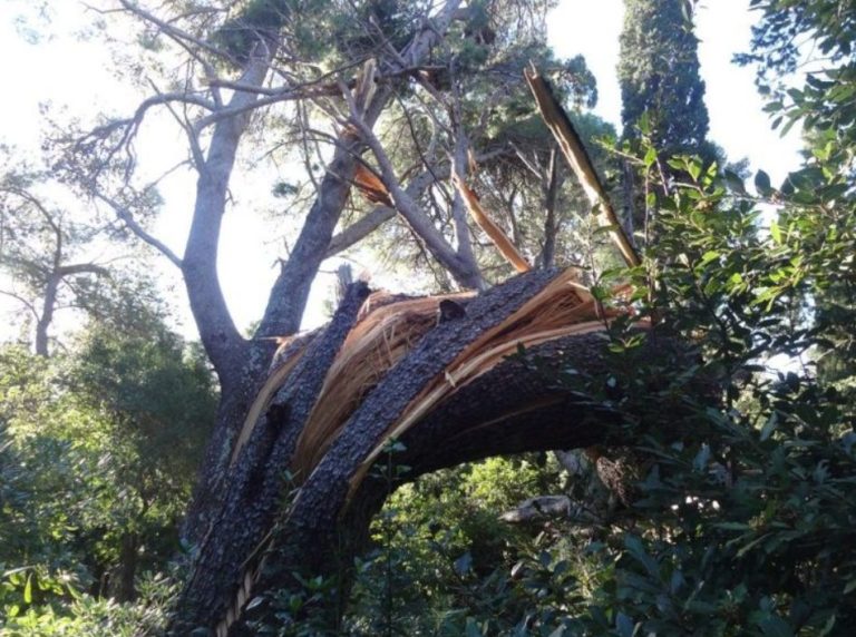 POSLJEDICE BURE Vatrogasci pilali srušena stabla i uklanjali grane, vjetar podigao plastične ploče s krovova