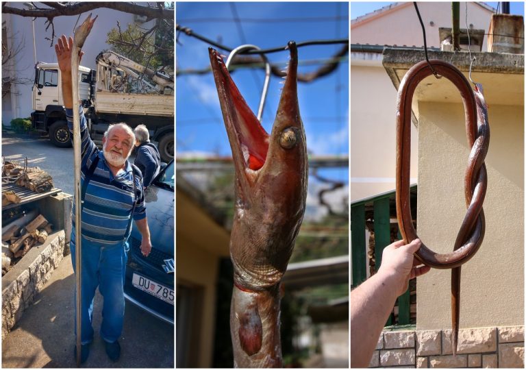 FOTO: Orebićki ribar ulovio zmiju zubušu dugu 2,5 metra