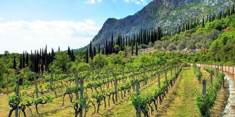 USUSRET MIRISIMA BOŽIĆA U Konavlima usavršavanje za vinare i vinogradare