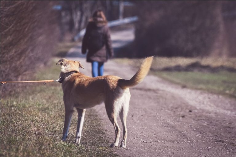 Povijesna odluka: tko napusti životinju, ide u zatvor!