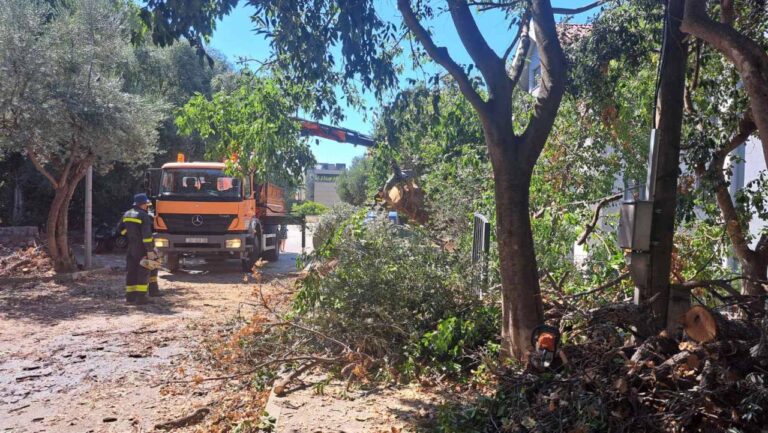 FOTO: Vatrogasci na terenu – srušilo se stablo u Ulici Petra Zoranića